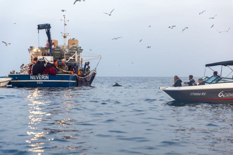 rovinj-sunrise-dolphins-fishermen-at-work-speedboat-tour