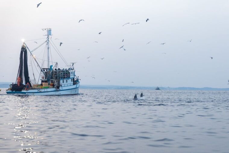 rovinj-sunrise-dolphins-fishermen-at-work-speedboat-tour
