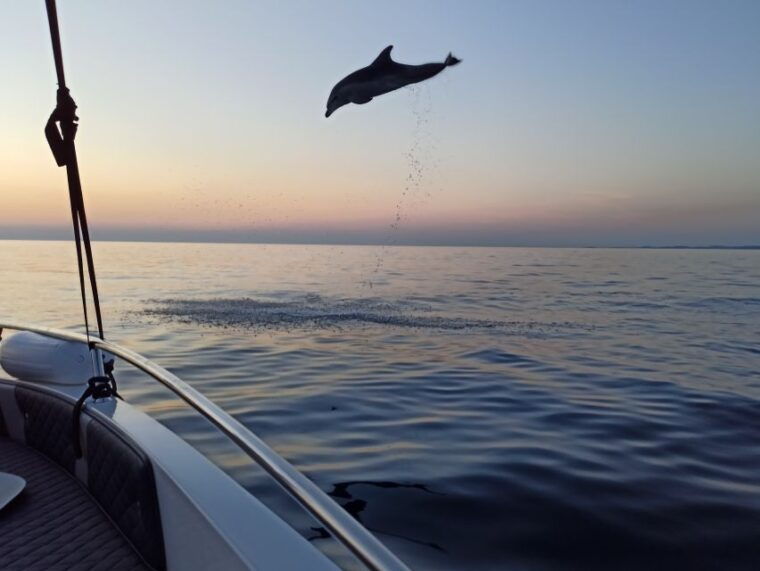 rovinj-sunrise-dolphins-fishermen-at-work-speedboat-tour