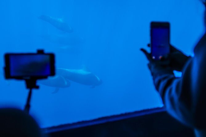 Royal Delfin - 2Hour Sustainable Dolphin & Whale Watching Mini Cruise - What Makes the Royal Delfin Cruise Stand Out