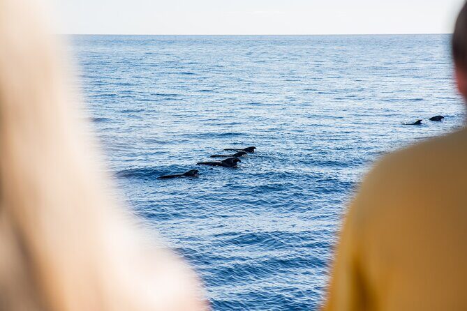 Royal Delfin - 2Hour Sustainable Dolphin & Whale Watching Mini Cruise - How This Tour Compares