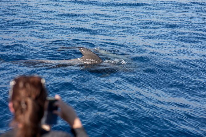 Royal Delfin - 2Hour Sustainable Dolphin & Whale Watching Mini Cruise - FAQ