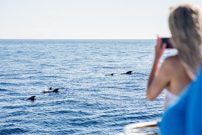 royal-delfin-45h-dolphin-whale-watching-los-gigantes-masca-lunch-swim
