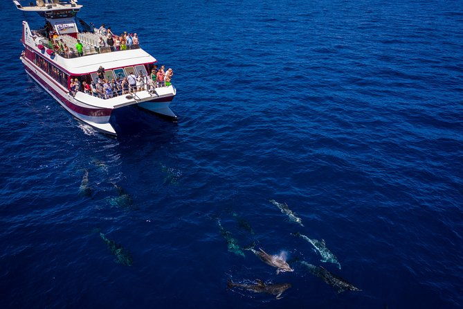 royal-delfin-45h-dolphin-whale-watching-los-gigantes-masca-lunch-swim