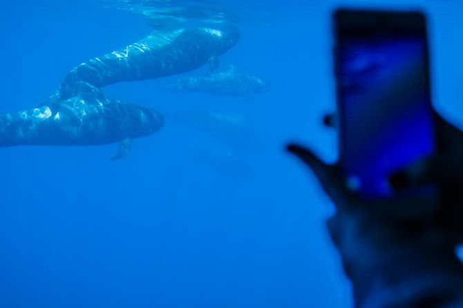 royal-delfin-45h-dolphin-whale-watching-los-gigantes-masca-lunch-swim