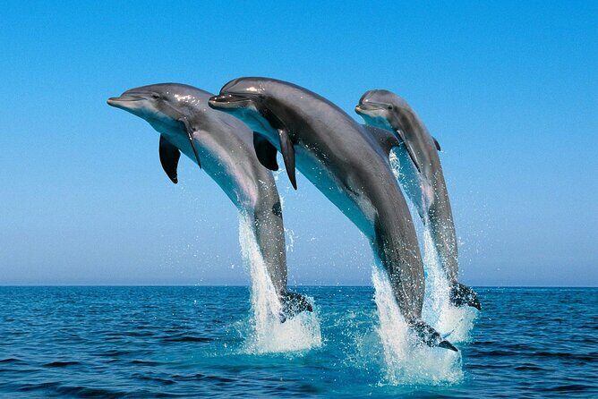 ROYAL Dolphin House & Water Sports Snorkeling Sea Trip - Hurghada - FAQ