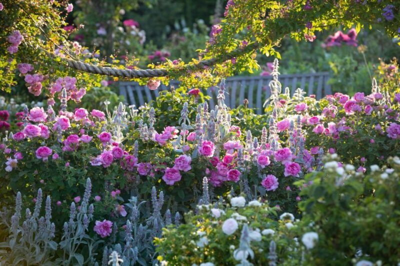 royal-horticultural-society-rosemoor-garden-ticket