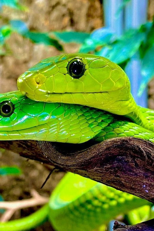 royan-planet-exotica-entry-ticket