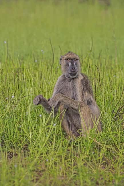 Ruaha National Park: 3-Day Camping Safari - Key Points  