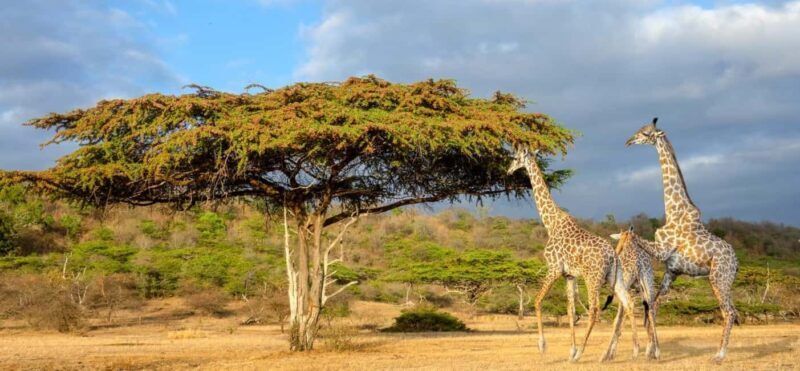 Ruaha National Park: 3-Day Camping Safari - Exploring the Itinerary and What to Expect  