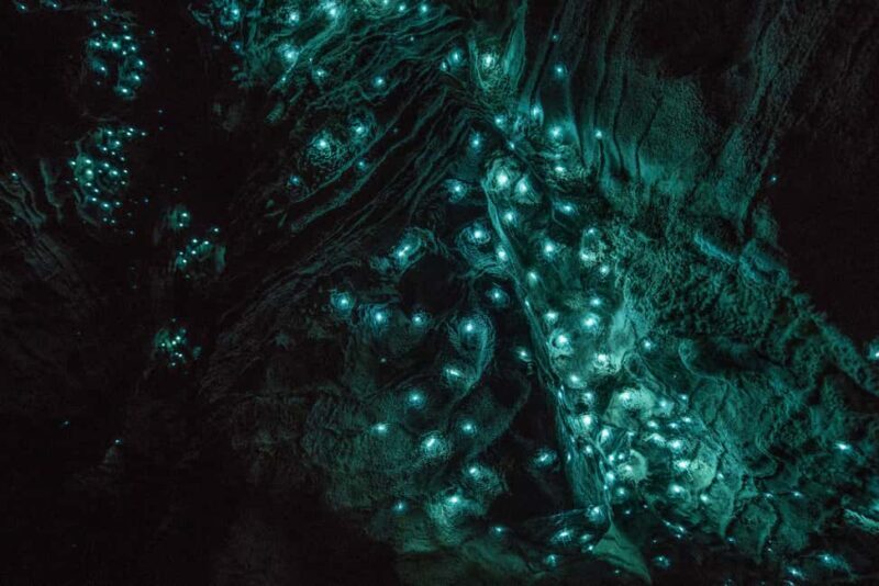 RUAKURI CAVES & HAMILTON GARDENS - Day Tour from Auckland - Key Points