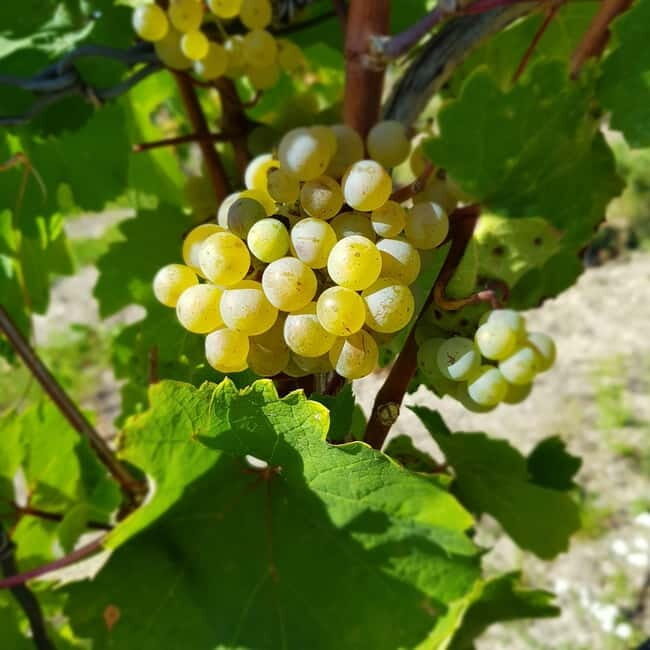 Rüdesheim - Wine tasting - A journey of pleasure through 5 wines - Key Points  
