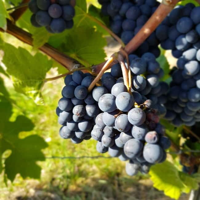 Rüdesheim - Wine tasting - A journey of pleasure through 5 wines - An In-Depth Look at the Rüdesheim Wine Tasting  