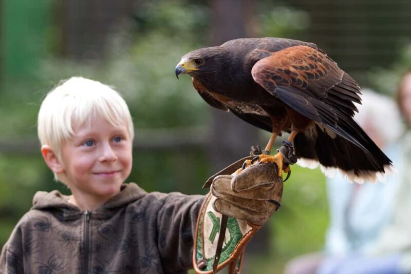 Ruhla: Ticket for a flight show with eagles, owls, and more. - Key Points