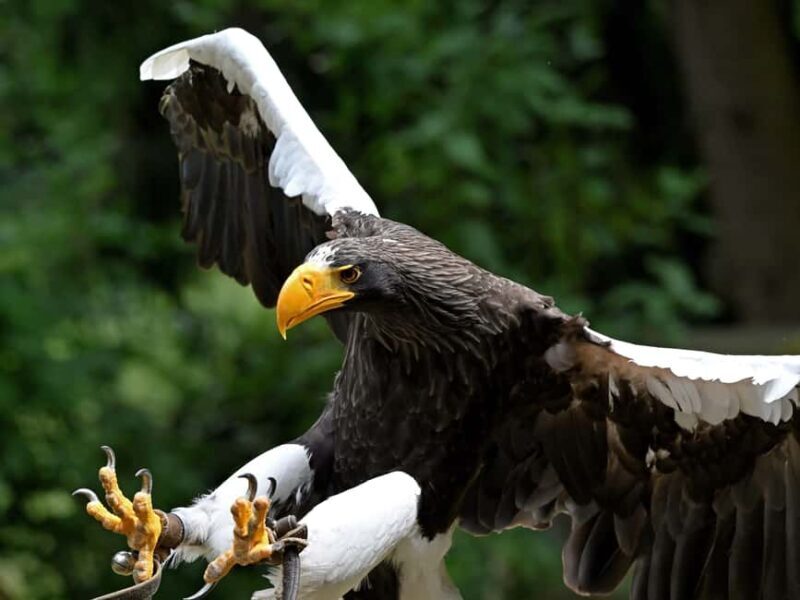 Ruhla: Ticket for a flight show with eagles, owls, and more. - FAQs
