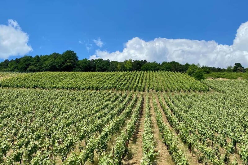 Ruinart Champagne Half day Private trip from Paris - The Itinerary Breakdown