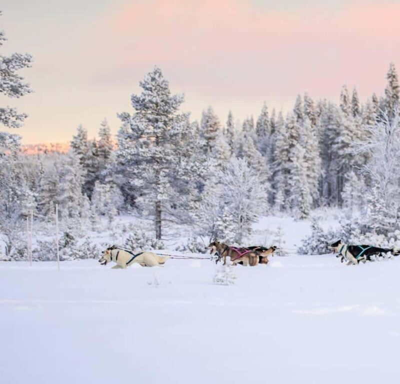 Ruka: Husky Ride and Farm Visit + Fireside Treats - Introduction
