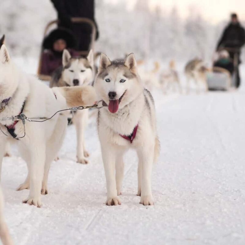 Ruka: Husky Ride and Farm Visit + Fireside Treats - Who Will Enjoy This Tour?