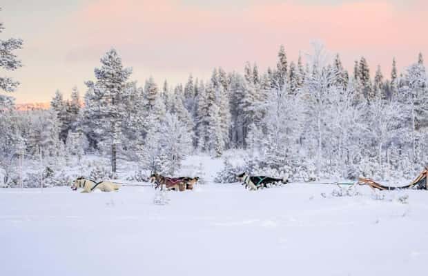 Ruka: Husky Ride and Farm Visit + Fireside Treats - The Sum Up