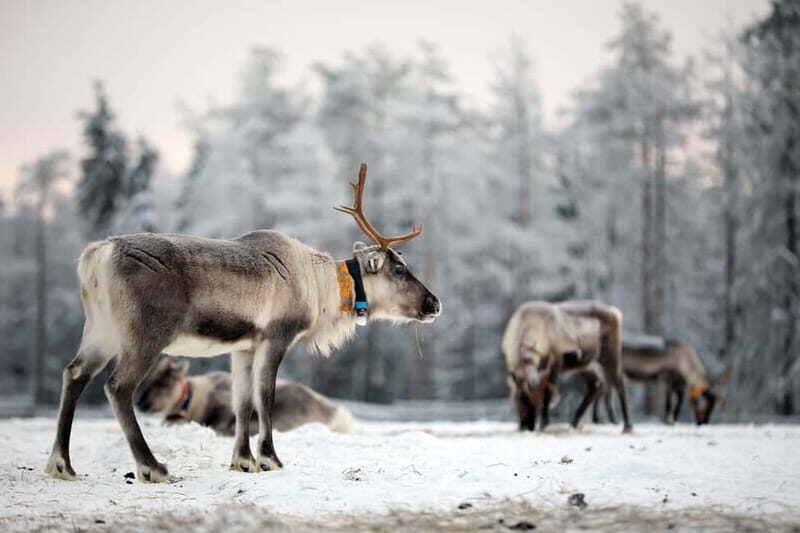 RUKA: Reindeer Feeding, Sleigh Ride & Fireside Delicacies - Key Points