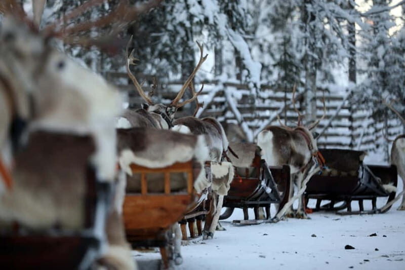 RUKA: Reindeer Feeding, Sleigh Ride & Fireside Delicacies - An In-Depth Look at the Ruka Reindeer Experience