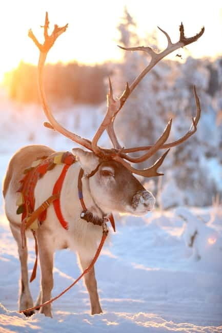 RUKA: Reindeer Feeding, Sleigh Ride & Fireside Delicacies - Practical Information and Tips