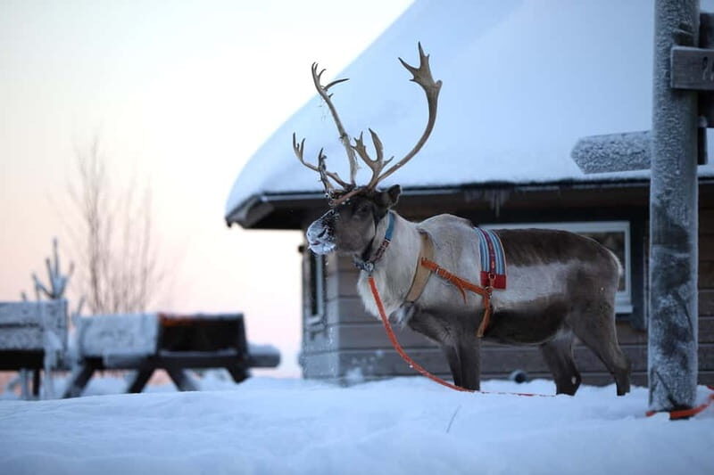 RUKA: Reindeer Feeding, Sleigh Ride & Fireside Delicacies - Final Thoughts