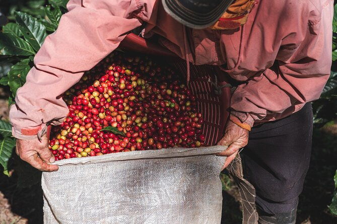 rural-coffee-processes-inside-the-forest-with-night-tour