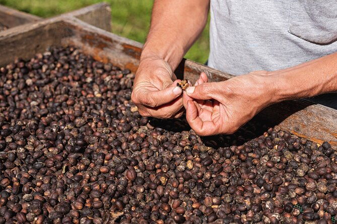 rural-coffee-processes-inside-the-forest-with-night-tour