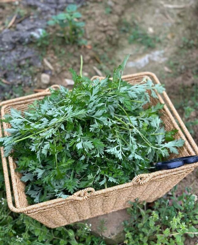 Rural Guilin Tour: Mugwort Rice Ball from Farm to Table - An In-Depth Look at the Guilin Mugwort Rice Ball Tour