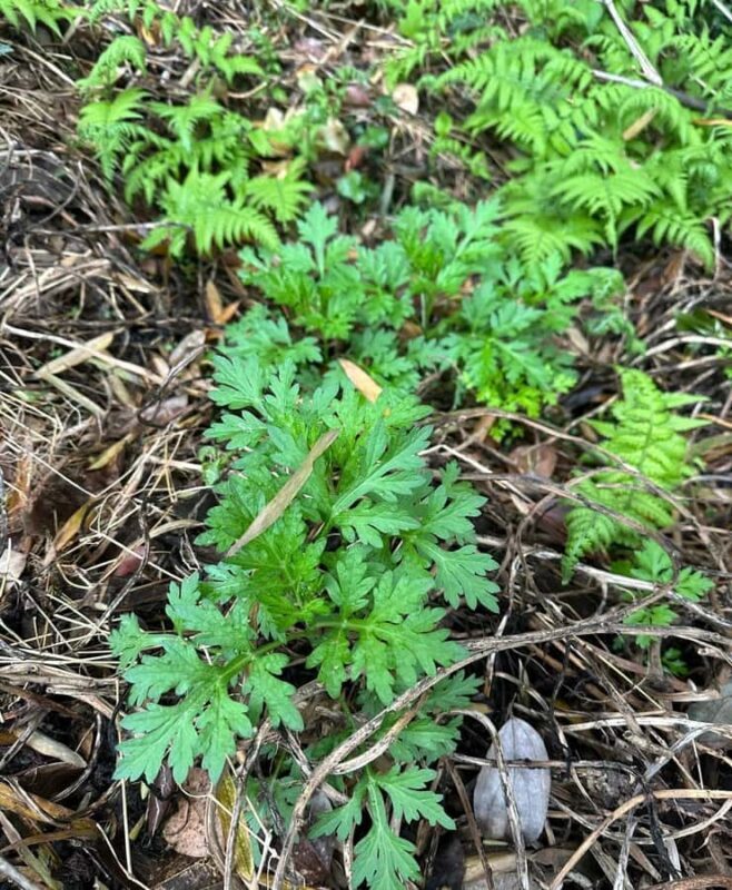 Rural Guilin Tour: Mugwort Rice Ball from Farm to Table - FAQs