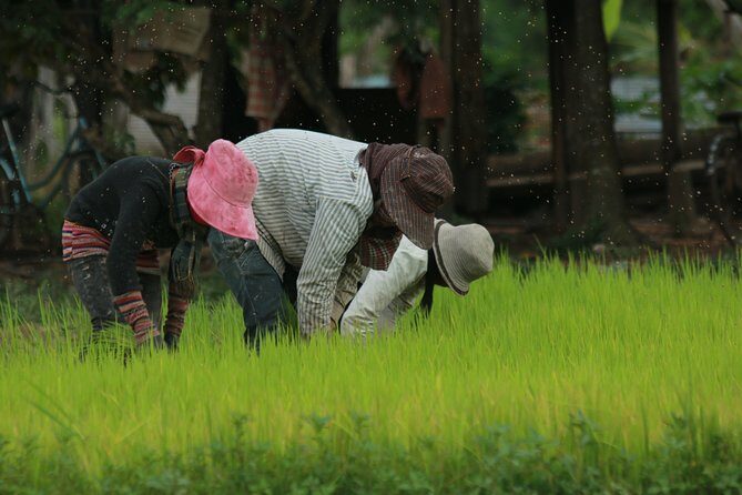 Rural Village with Ox Cart Journey & Monk Blessing - Final Thoughts: Is It Worth It?
