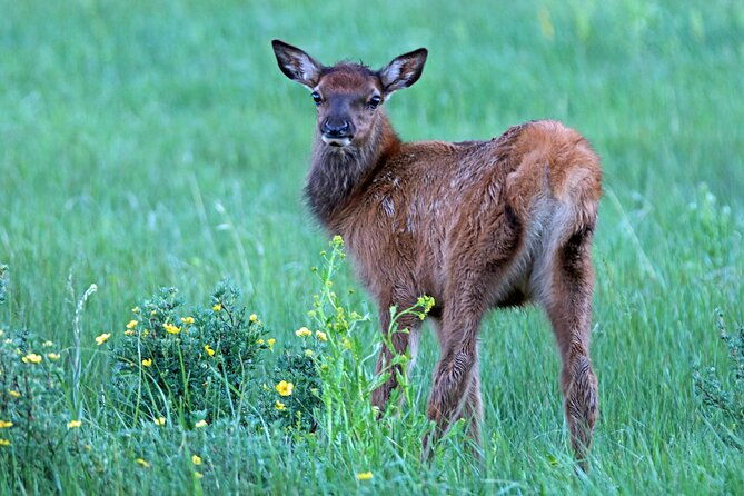 rutting-around-elk-viewing-tour