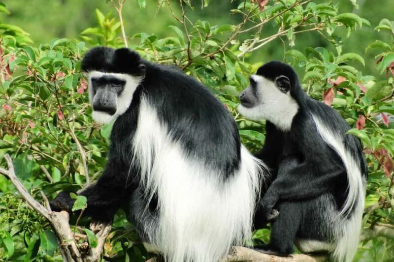 Rwanda: 3-Day Chimpanzee Trekking, Canopy, and Lake Kivu - Key Points