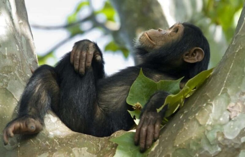 Rwanda: 3-Day Chimpanzee Trekking, Canopy, and Lake Kivu - Detailed Review of the 3-Day Rwanda Experience