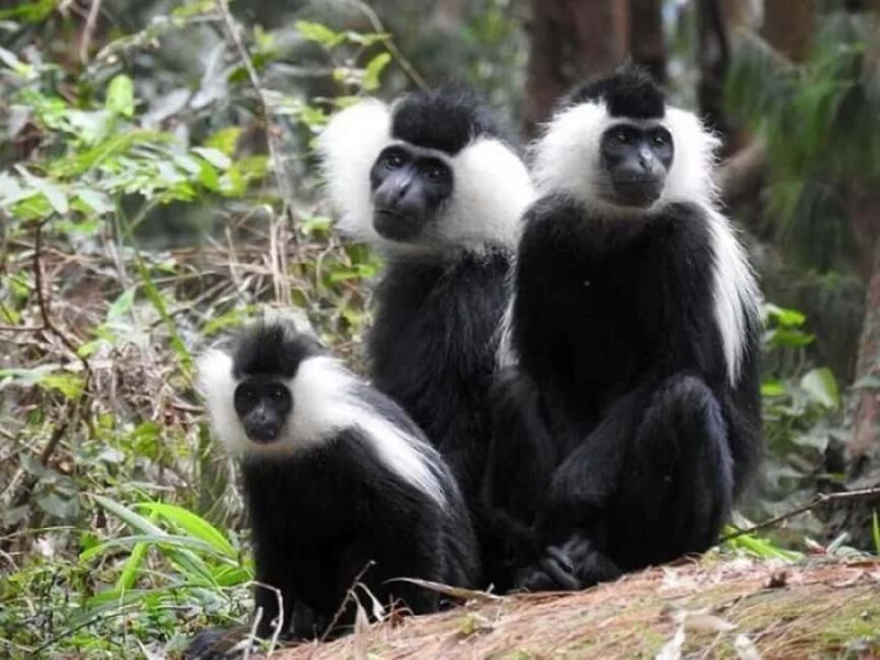 Rwanda: 3-Day Chimpanzee Trekking, Canopy, and Lake Kivu - Frequently Asked Questions