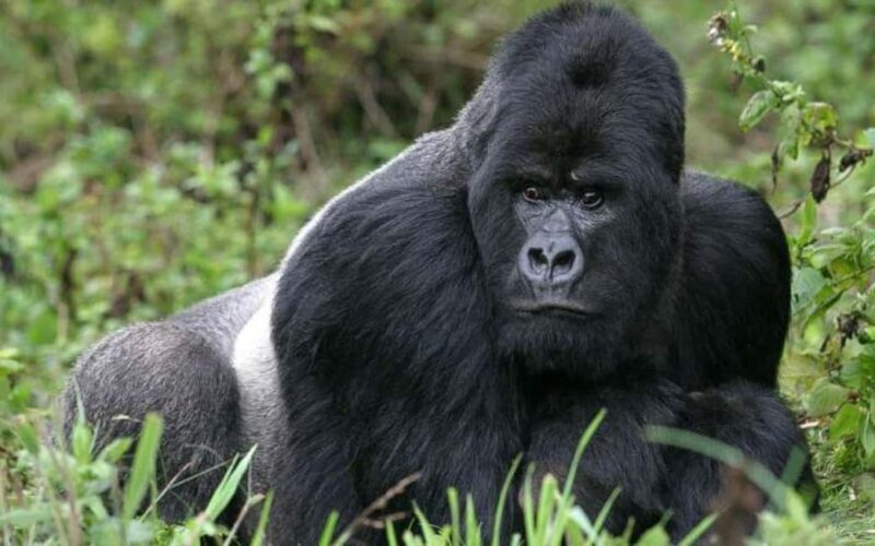 Rwanda: 3-Day Gorilla and Golden Monkey Trekking Tour - An Honest Breakdown of the 3-Day Experience  