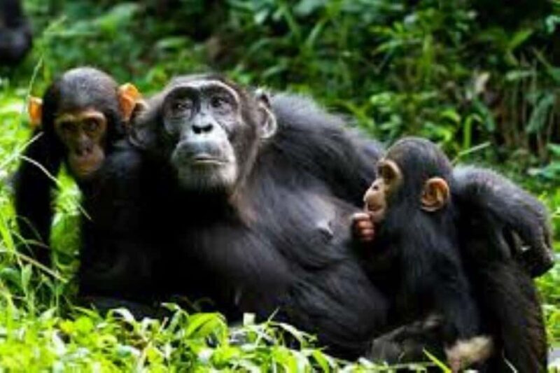 Rwanda: 3-Day Gorilla and Golden Monkey Trekking Tour - What Makes This Tour Stand Out?  