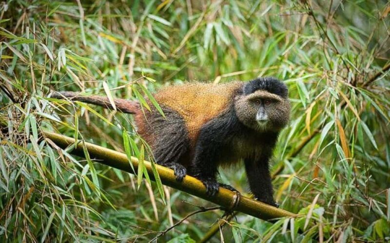 Rwanda: 3-Day Gorilla and Golden Monkey Trekking Tour - Final Thoughts  