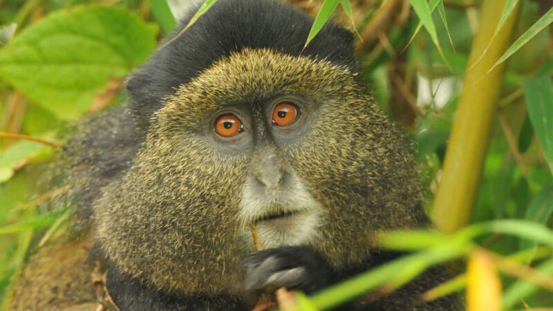 Rwanda: 3-Day Volcanoes National Park Adventure Package - An Overview of the Experience