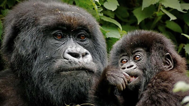 Rwanda: 3-Day Volcanoes National Park Adventure Package - Whats Included & Whats Not