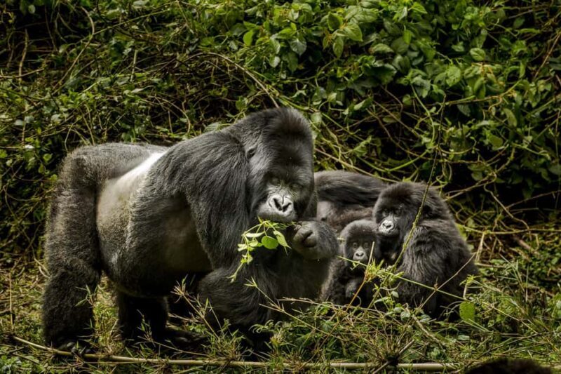 Rwanda: 4-Day Gorilla and Chimpanzee Trekking Tour - Key Points