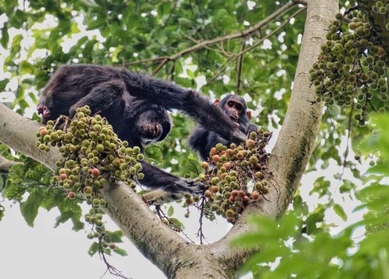 Rwanda: 4-Day Gorilla and Chimpanzee Trekking Tour - An In-Depth Look at the 4-Day Rwanda Wildlife Experience