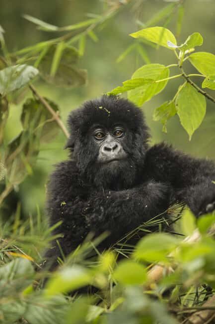 Rwanda: 4-Day Gorilla and Chimpanzee Trekking Tour - The Price Point: Is It Worth It?