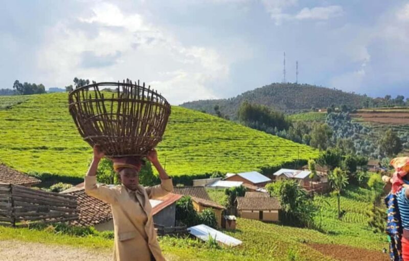 Rwanda: 5-Day Safari with Gorilla and Golden Monkey Trekking - Key Points