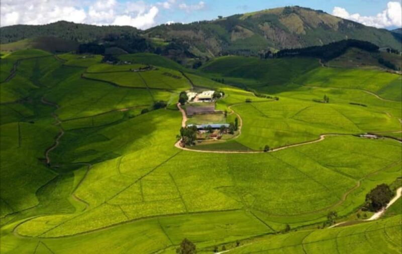Rwanda: 5-Day Safari with Gorilla and Golden Monkey Trekking - What Makes This Tour Stand Out?