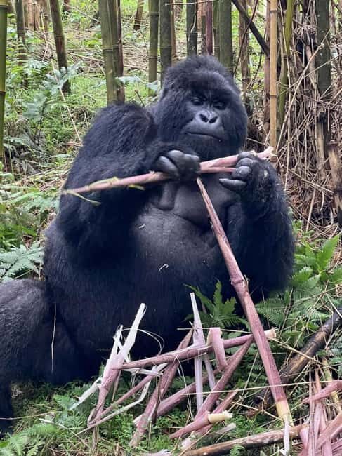 Rwanda: 5-Day Safari with Gorilla and Golden Monkey Trekking - Who Is This Tour Best For?