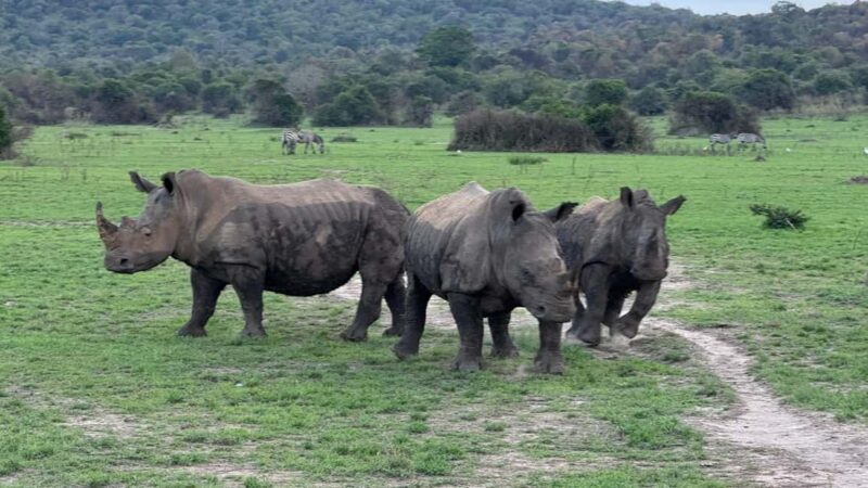 Rwanda: 7-Day Safari with Gorilla Trekking & Kigali Tour - Key Points