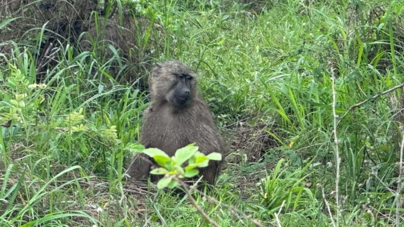 Rwanda: 7-Day Safari with Gorilla Trekking & Kigali Tour - An Overview of What to Expect