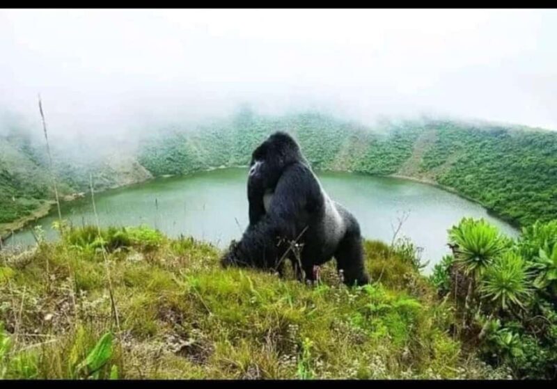 Rwanda: 7-Day Safari with Gorilla Trekking & Kigali Tour - Practicalities & Value Analysis